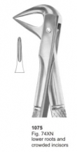  Fig. 74XN lower roots and crowded incisors 